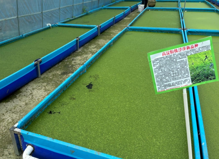 【營養大王·高效淀粉源】飼料型高淀粉浮萍——畝年產6倍淀粉，養殖降本增效利器！